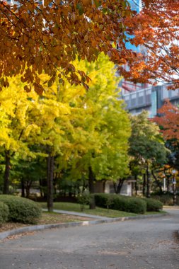 Yeouido Park manzarası, renkli yapraklı yürüyüş yolu, sonbahar yaprakları. Yeongdeungpo Bölgesi, Seul, Güney Kore 'de bir park..