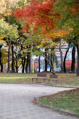 Yürüyüş yolu boyunca uzanan Yeouido Park 'taki banklarda renkli yapraklar, sonbahar yaprakları. Yeongdeungpo Bölgesi, Seul, Güney Kore 'de bir park..