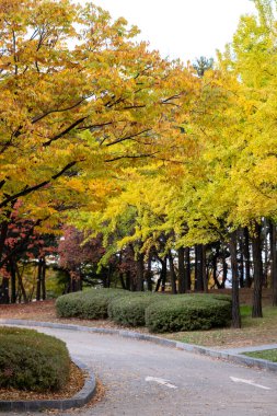 Yeouido Park manzarası, renkli yapraklı yürüyüş yolu, sonbahar yaprakları. Yeongdeungpo Bölgesi, Seul, Güney Kore 'de bir park..