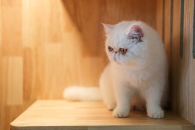 Beyaz Egzotik Kısa Hava Kedisi ahşap bir kutunun içinde, tırmanma aktivitesi için.