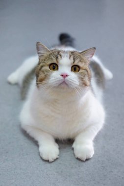 Kahverengi tekir ve beyaz İngiliz Shorthair kedisi kameraya bakıyor.