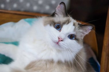Sevimli, Ragdoll kedisi yatağına uzanmış, kameraya bakıyor..