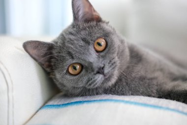 3 aylık İngiliz Mavisi, İngiliz Shorthair kedisi kanepede uzanıp kameraya bakıyor.