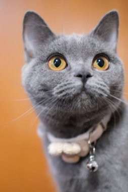 5 aylık İngiliz Mavisi, İngiliz Shorthair kedisi