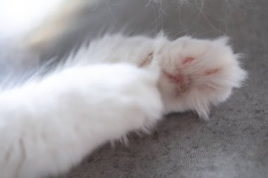 Beyaz pofuduk kedi patilerinin yakın fotoğrafını çek.