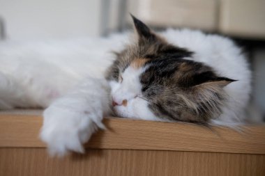 Şirin, uykulu beyaz kediye yaklaş. Maine Rakunu ve İskoç Katlaması arasında melez bir kedi..