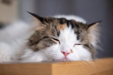 Şirin, uykulu beyaz kediye yaklaş. Maine Rakunu ve İskoç Katlaması arasında melez bir kedi..