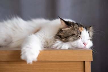 Şirin, uykulu beyaz kediye yaklaş. Maine Rakunu ve İskoç Katlaması arasında melez bir kedi..