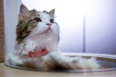 Kedi ağacındaki temiz kasedeki sevimli tüylü beyaz kediye yaklaş. Maine Rakunu ve İskoç Katlaması arasında melez bir kedi..