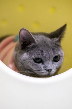 3 aylık İngiliz Shorthair kedisi kedi barınağında, etrafa bakıyor.