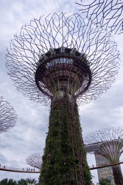 Singapur - 9 Mart 2024: Supertree Grove in Garden By the Bay, Singapur OCBC Skyway, the skywalk. Gölge oluşturan, geceleri parlayan ağaç benzeri yapılara sahiptir.