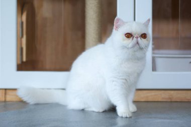 Beyaz Egzotik Shorthair kedisi yerde duruyor