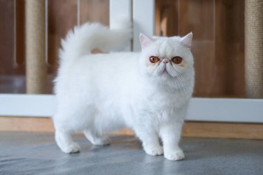 Beyaz Egzotik Shorthair kedisi yerde duruyor