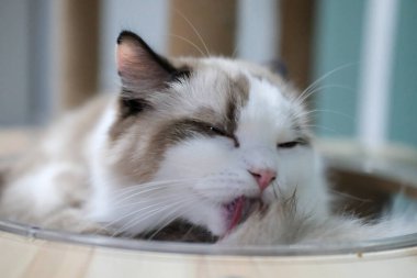 Sevimli, uykucu Ragdoll kedisi kedi ağacında açık kasede