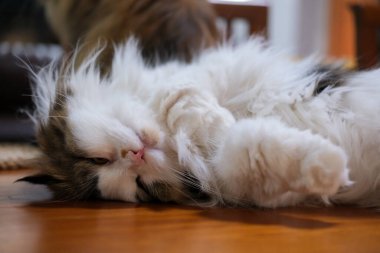 Masada komik pozlarla uyuyan sevimli tüylü beyaz kedi. Maine Rakunu ve İskoç Katlaması arasında melez bir kedi..