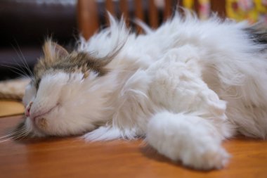 Masada komik pozlarla uyuyan sevimli tüylü beyaz kedi. Maine Rakunu ve İskoç Katlaması arasında melez bir kedi..