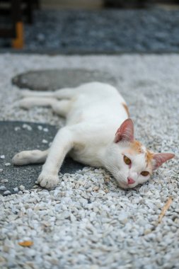 Arka bahçedeki taş yolda uyuyan sokak kedisi, Japon usulü.