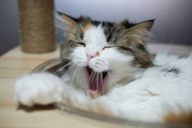 Şirin, uykulu, beyaz kediyi kedi ağacının üzerinde, temiz bir kasede kapat. Maine Rakunu ve İskoç Katlaması arasında melez bir kedi..