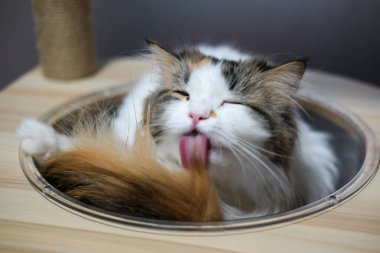 Şirin, uykulu, beyaz kediyi kedi ağacının üzerinde, temiz bir kasede kapat. Maine Rakunu ve İskoç Katlaması arasında melez bir kedi..