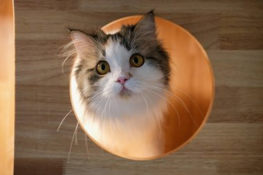 Beyaz tüylü kedi dairenin etrafında dolanıp ahşap bir kutunun içinde evcil hayvan tırmanışı için açılıyor. Maine Rakunu ve İskoç Katlaması arasında melez bir kedi..