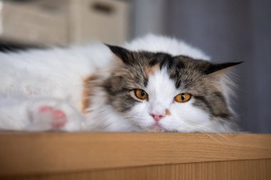 Şirin, uykulu beyaz kediye yaklaş. Maine Rakunu ve İskoç Katlaması arasında melez bir kedi..