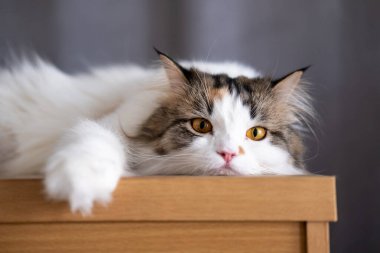 Şirin, uykulu beyaz kediye yaklaş. Maine Rakunu ve İskoç Katlaması arasında melez bir kedi..
