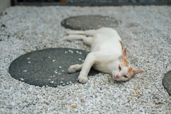 Arka bahçedeki taş yolda uyuyan sokak kedisi, Japon usulü.