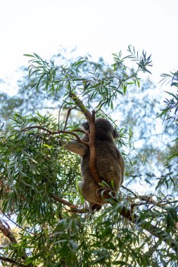 Koala, Avustralya 'ya özgü otçul bir keseli, Perth Hayvanat Bahçesi' ndeki ağaçta uyuyor.