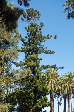 Açık mavi gökyüzüne karşı uzun ve ince kozalaklı bir ağaç. Palmiye ağaçları da dahil diğer ağaçlarla çevrili.
