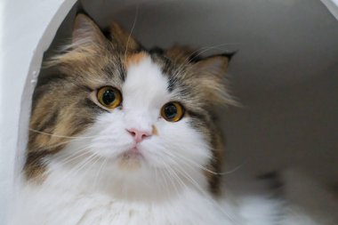 Beyaz, şirin, tüylü, beyaz bir kedi barınağında. Maine Rakunu ve İskoç Katlaması arasında melez bir kedi..