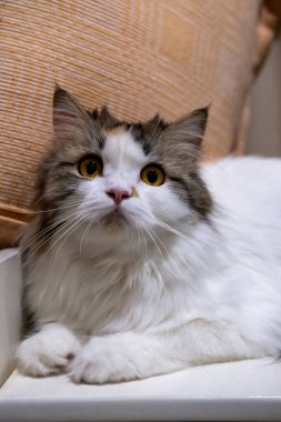 Şirin, tüylü, beyaz bir kediye yaklaş. Maine Rakunu ve İskoç Katlaması arasında melez bir kedi..