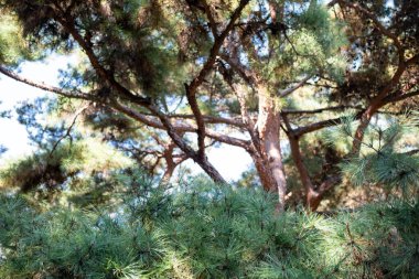 Sonbaharda arka planda gökyüzü olan çam ağacı dalı