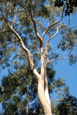Avustralya 'da büyük bir okaliptüs ağacı