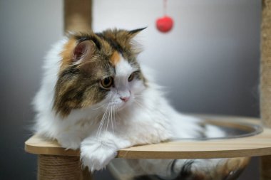 Kedi ağacındaki temiz kasede uyuyan sevimli, tüylü beyaz kediye yaklaş. Maine Rakunu ve İskoç Katlaması arasında melez bir kedi..