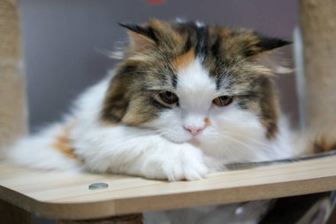 Kedi ağacındaki temiz kasede uyuyan sevimli, tüylü beyaz kediye yaklaş. Maine Rakunu ve İskoç Katlaması arasında melez bir kedi..