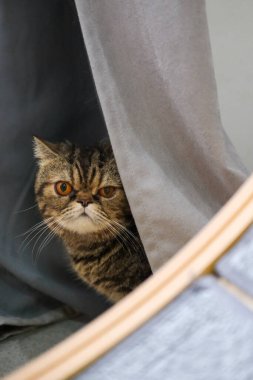 Kahverengi Egzotik Kısa Hava Kedisi Perdenin arkasında saklanıyor
