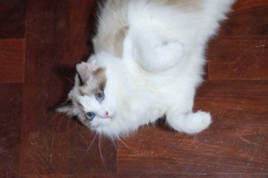 Sevimli, Ragdoll kedisi yerde yatıyor, komik bir poz