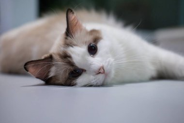 Hamile Ragdoll kedi yerde yatıyor, kameraya bakıyor.