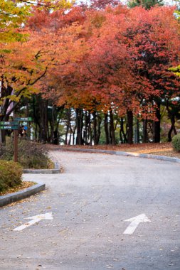 Yeouido Parkı 'ndaki yol manzarası. Renkli yapraklar, sonbahar yaprakları. Yeongdeungpo Bölgesi, Seul, Güney Kore 'de bir park..