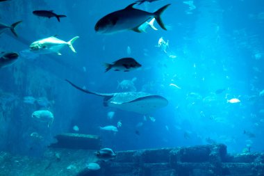Büyük bir vatoz, akvaryumda çeşitli balıklarla çevrili.