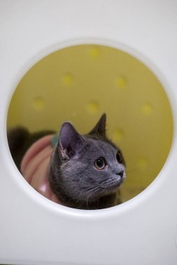 3 aylık İngiliz Mavisi, İngiliz Shorthair kedisi etrafta dolaşıyor