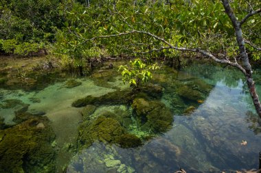 Şeffaf yeşil ve mavi dereler ağaç kökleri ve kayalar suyun altında. Thapom Klong Song Nam, Krabi, Tayland