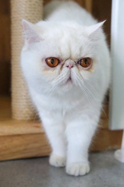 Beyaz Egzotik Kısa Hava Kedisi kameraya doğru yürüyor