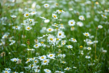 Bahçedeki beyaz papatyanın yakın çekimi.