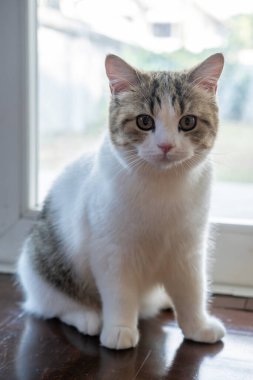 Kahverengi tekir ve beyaz İngiliz Shorthair kedisi kameraya bakıyor.