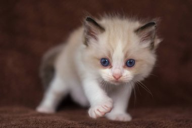 1 aylık oyuncak bebek yavrusu kameraya bakıyor, evcil kedi.