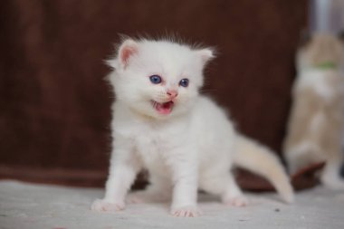 1 aylık oyuncak bebek kedi miyavlıyor. evcil kedi