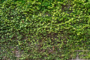 Duvarında yapraklar olan yeşil tırmanma tesisleri