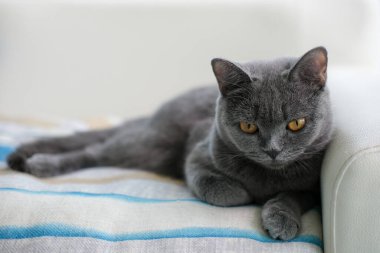 9 aylık İngiliz Mavisi, İngiliz Shorthair kedisi kanepede yatıyor.