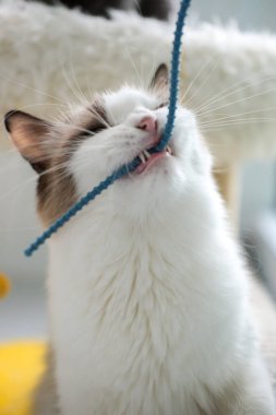 Sevimli Ragdoll kedisi kedi avcısıyla oynuyor.